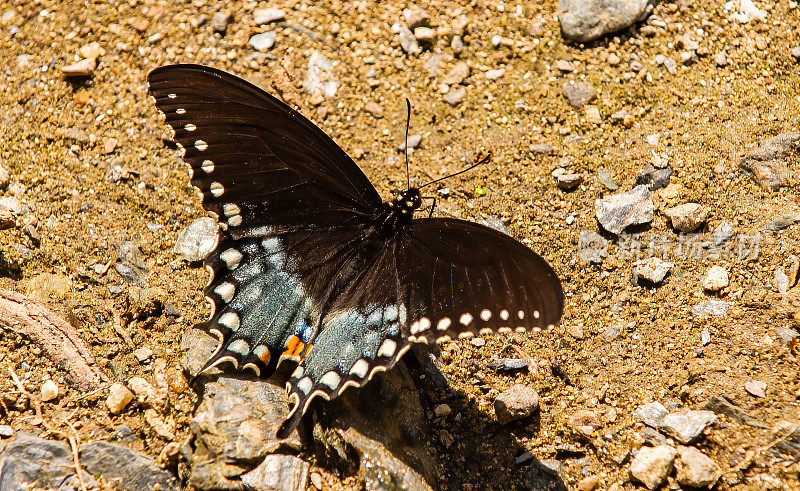 凤蝶(Papilio glaucus)是一种原产于北美东部的蝴蝶。大烟山国家公园。田纳西。